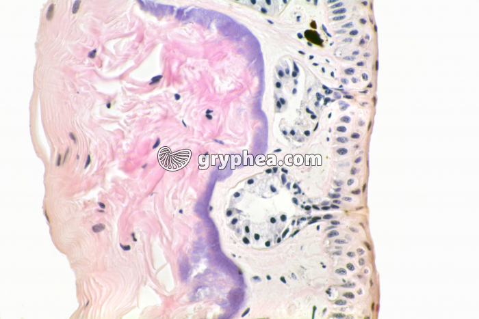 Peau de Batracien x100 - gryphea.org